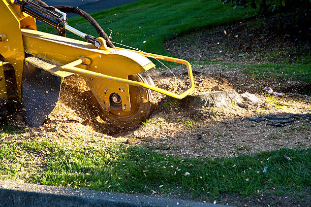 Best Stump Grinding and Removal  in USA